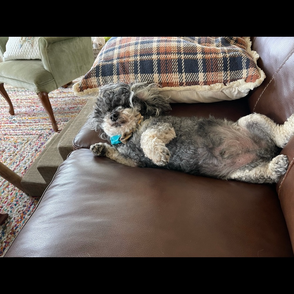 Meet your Posher, Anna